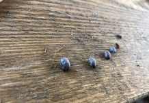 Kleszcze – a co to?