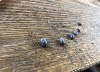 Kleszcze – a co to?