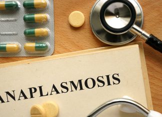 Kiedy Anaplazma i Ehrlichia?
