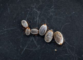 Drogi zakażenia boreliozą.